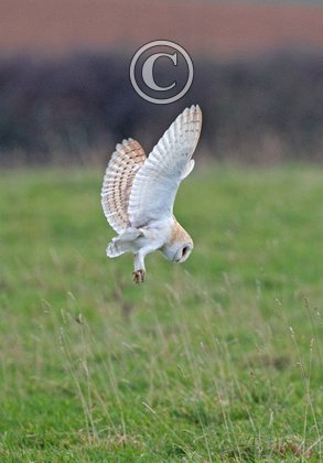 Barn Owl in Flight
